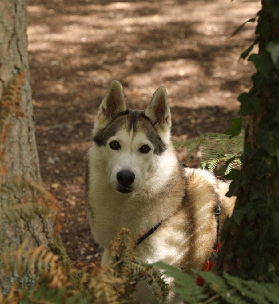 Elli